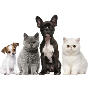 猫狗相关疾病病原菌检测